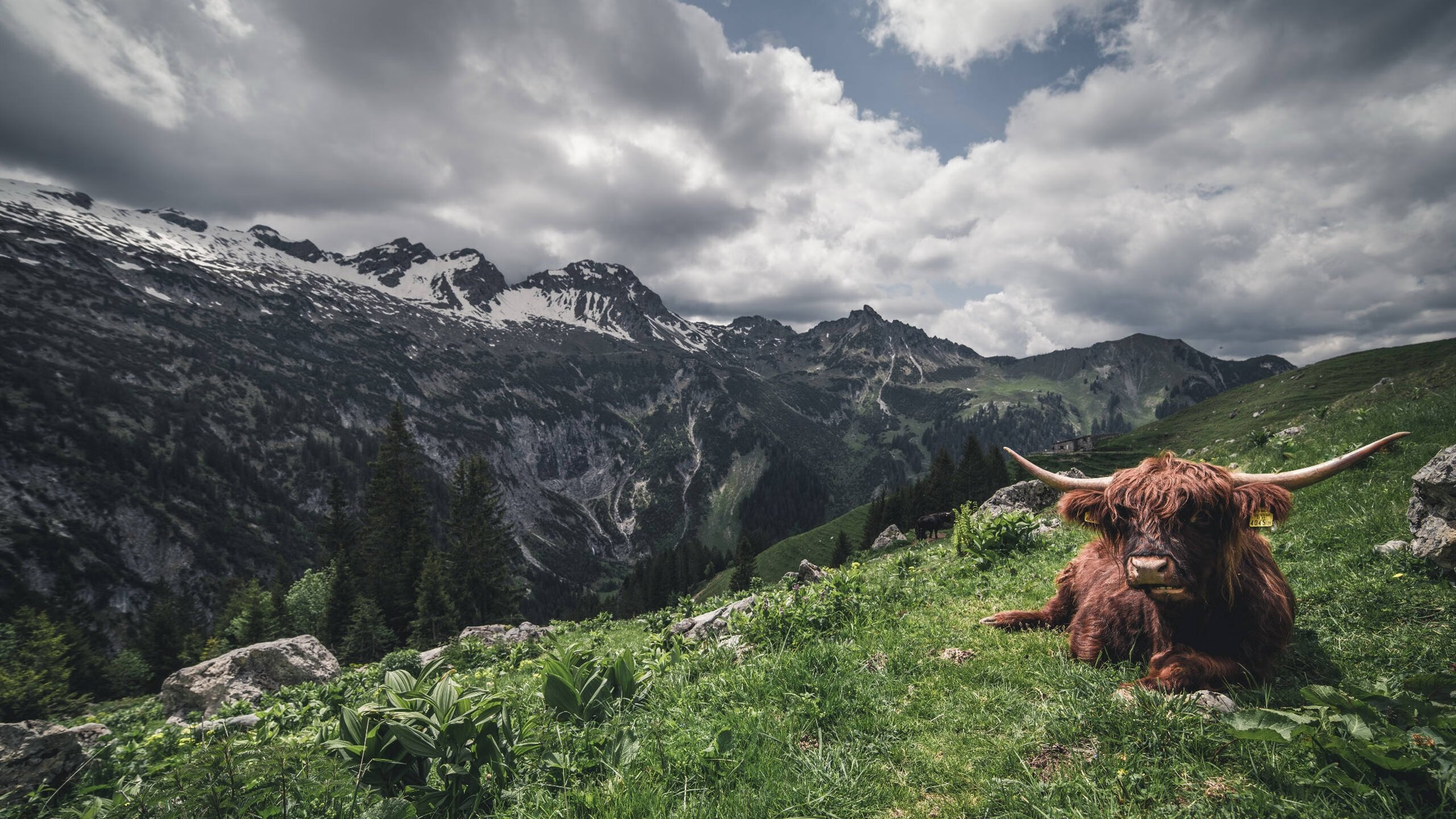 老鹰展翅撕裂雷霆,文班亚马一柱擎天定乾坤