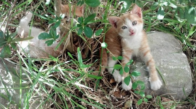 铁壁之城!步行者团队篮球击碎湖人,戈贝尔评分拉满的背后玄机