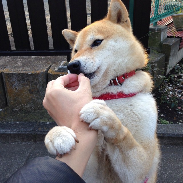 钢铁丛林与逆光执剑者，布伦森如何在雄鹿的碾压之势中改写剧本