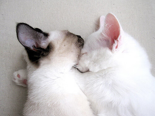 欧洲之夜，迪马利亚爆发梅开二度，冰岛黑马掀翻莱比锡红牛