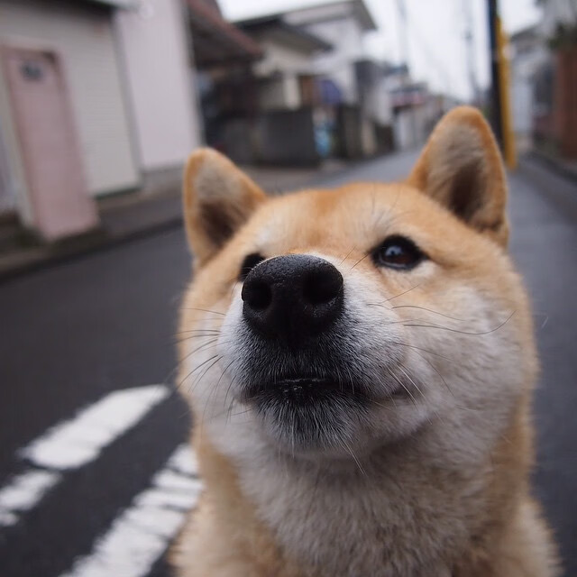 烽烟四起，火箭精密战术压制灰熊，马克西孤胆英雄定乾坤