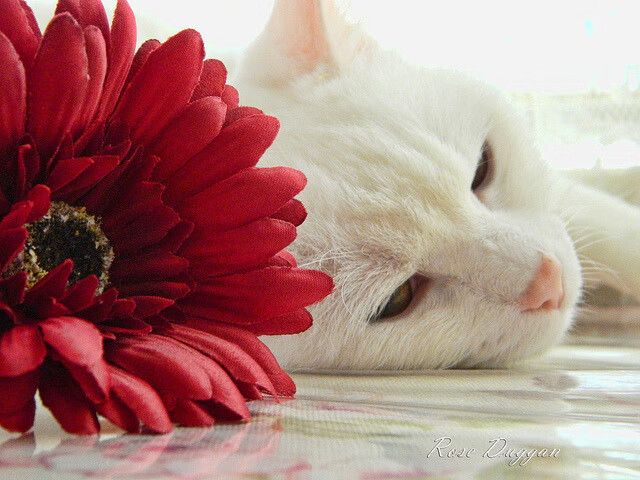 跨界交响，当德罗赞的攻防转换智慧照亮英超争冠之夜