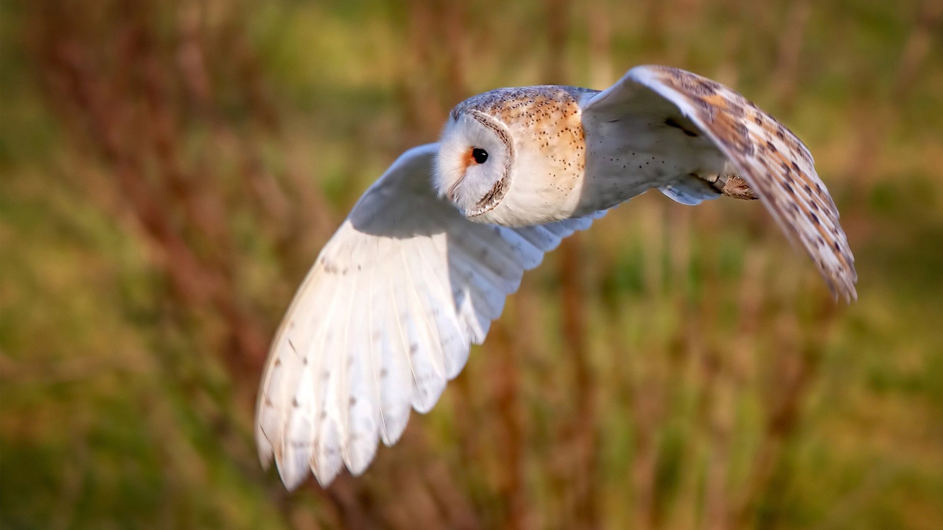 绿茵油门，当黄喜灿在F1街道赛之夜踩下得分油门
