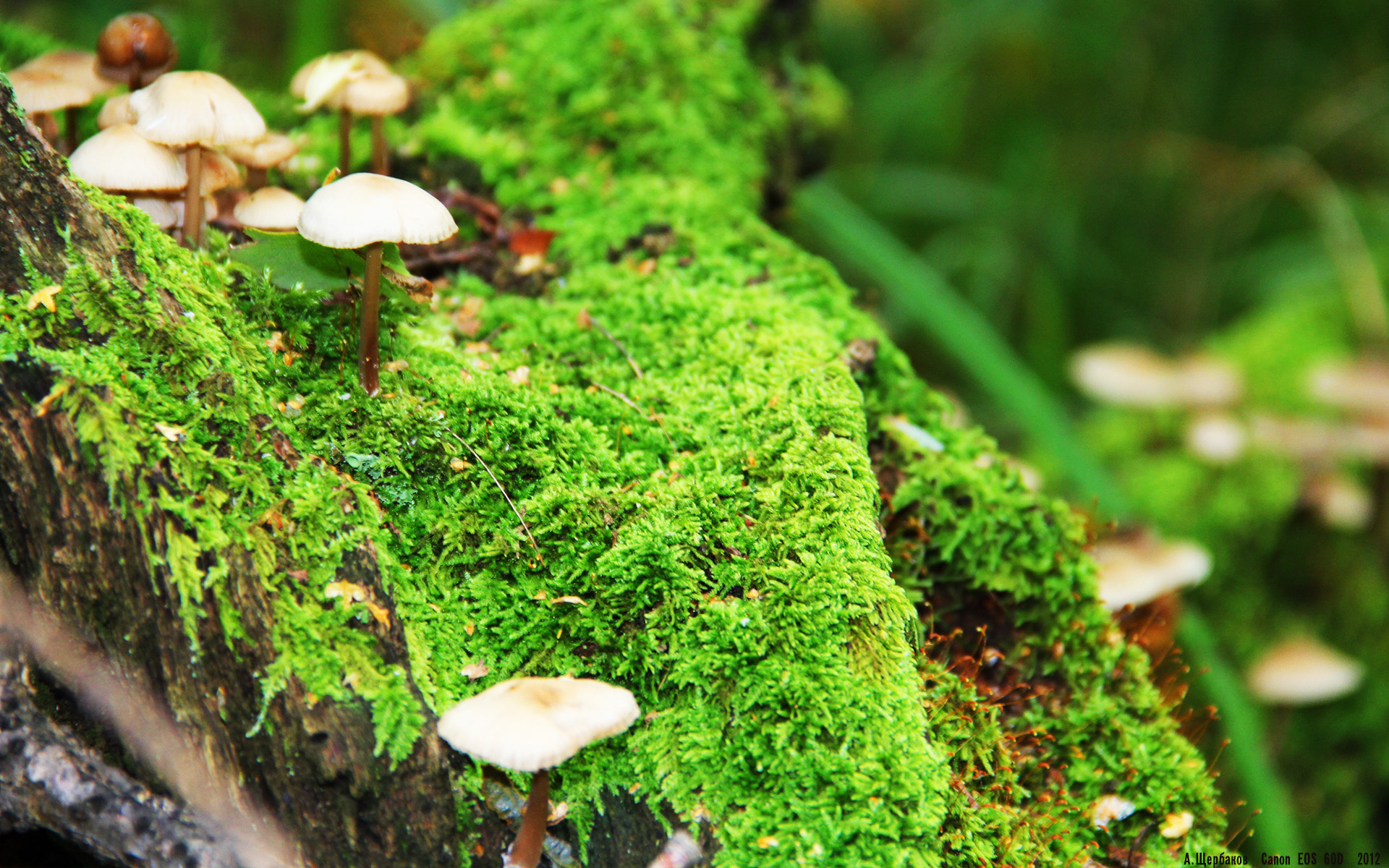 蓝黄奇迹，意大利外援巴斯托尼的南美奇幻夜