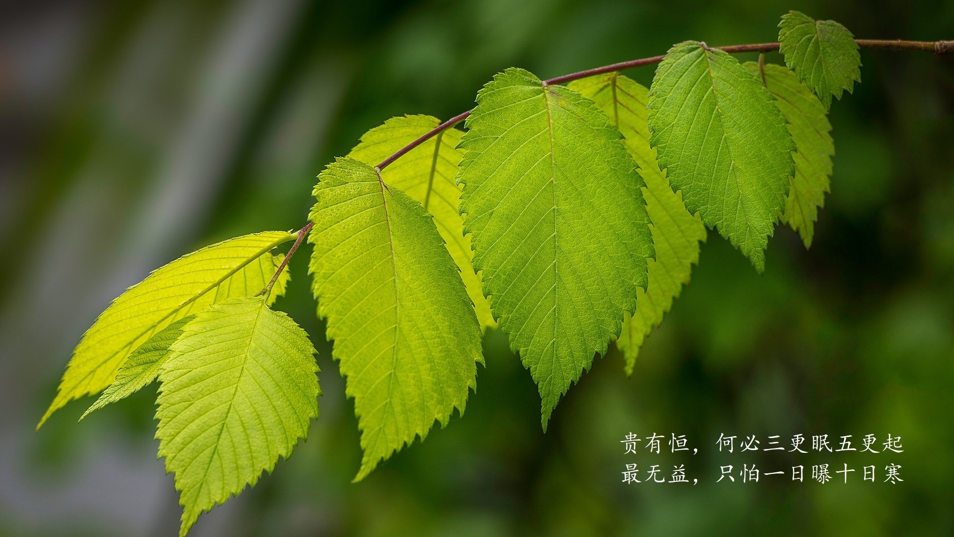 沙漠奇迹,2026世界杯巅峰对决,阿联酋铁血防线碾碎意大利,布罗佐维奇一战封神