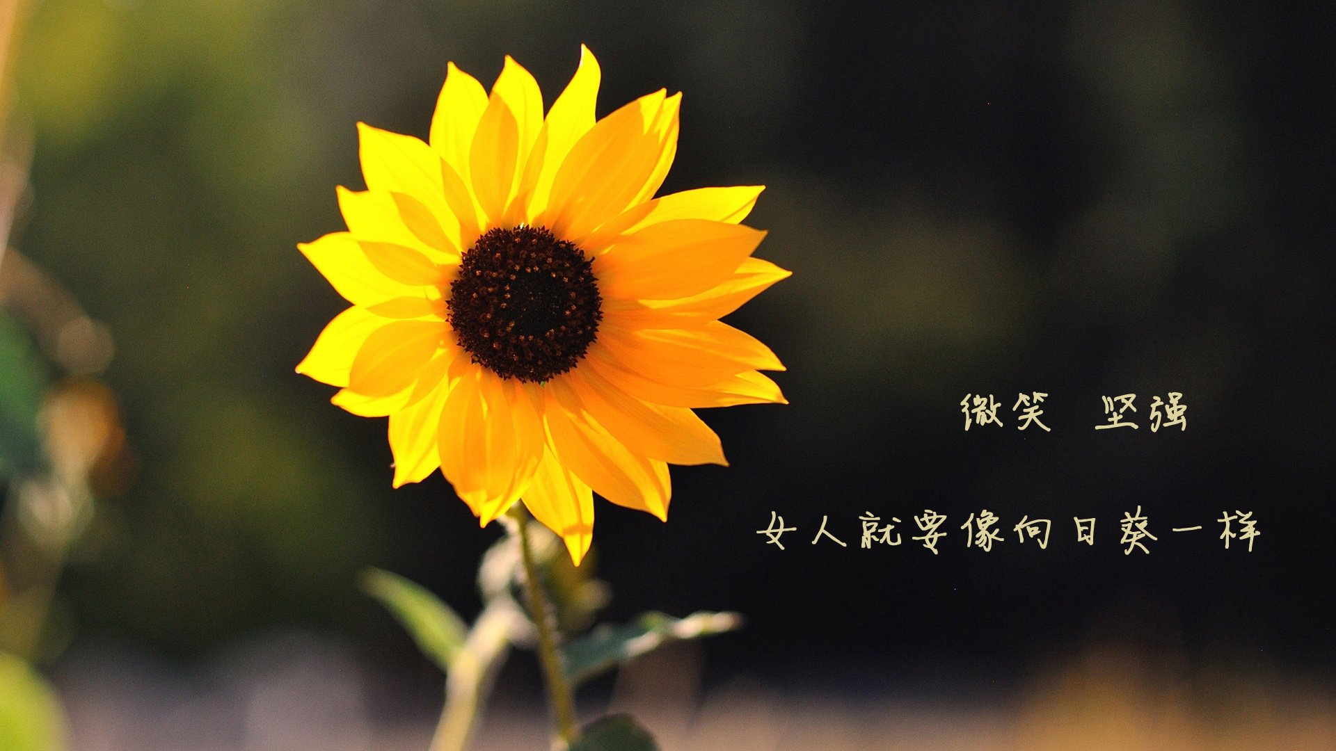 中场暗战,托纳利点燃节奏之火,波兰防线如何在葡萄牙风暴中求生?